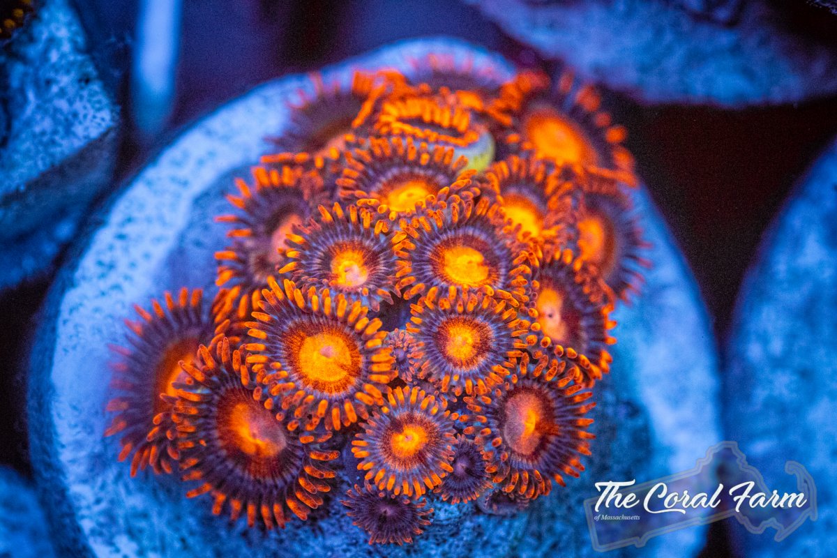 The Coral Farm MA 6221-199.jpg