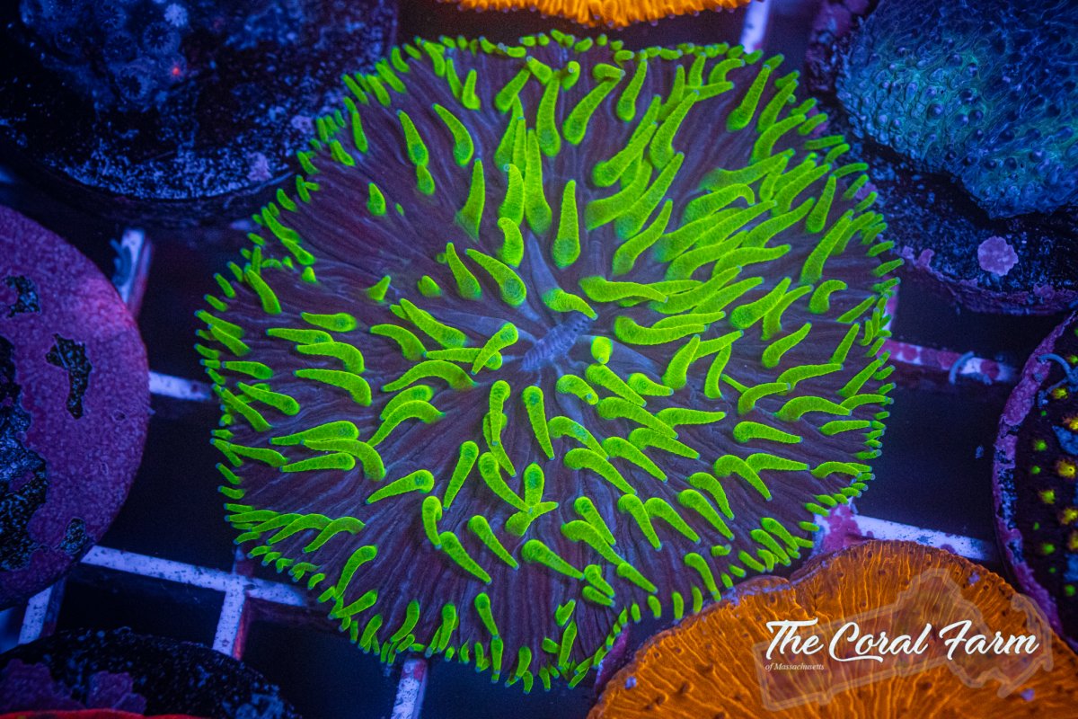 The Coral Farm MA 6221-217.jpg