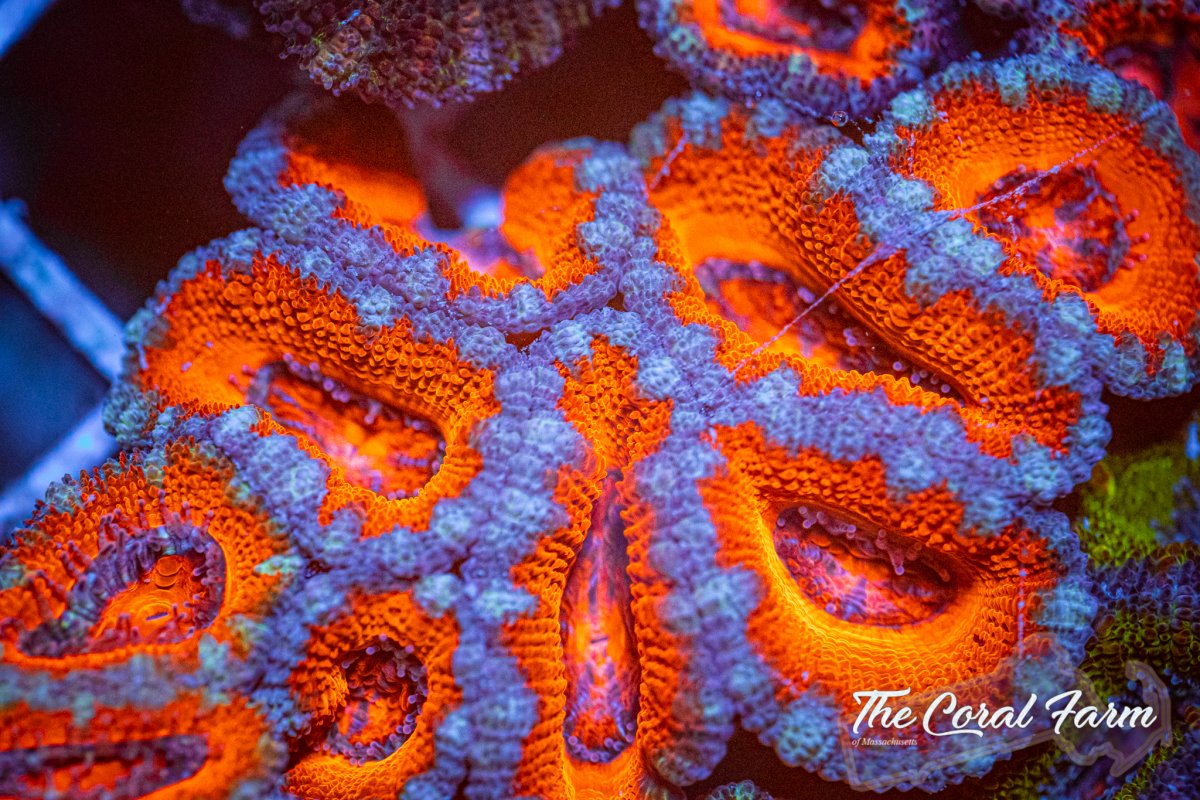 The Coral Farm MA 6221-23.jpg