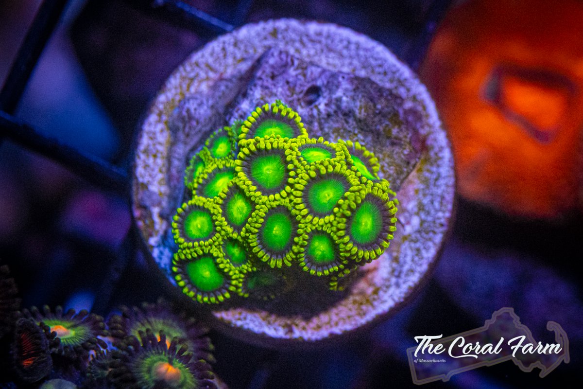 The Coral Farm MA 6221-244.jpg