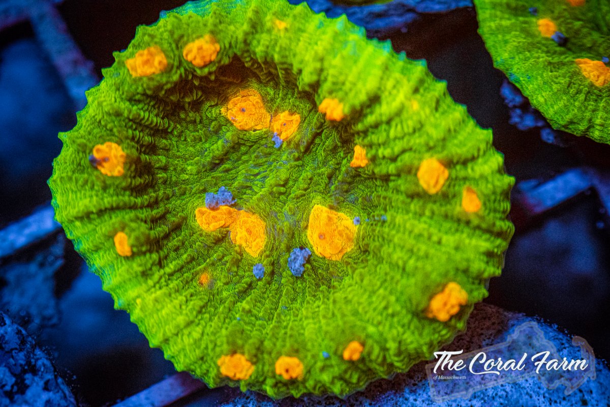 The Coral Farm MA 6221-40.jpg