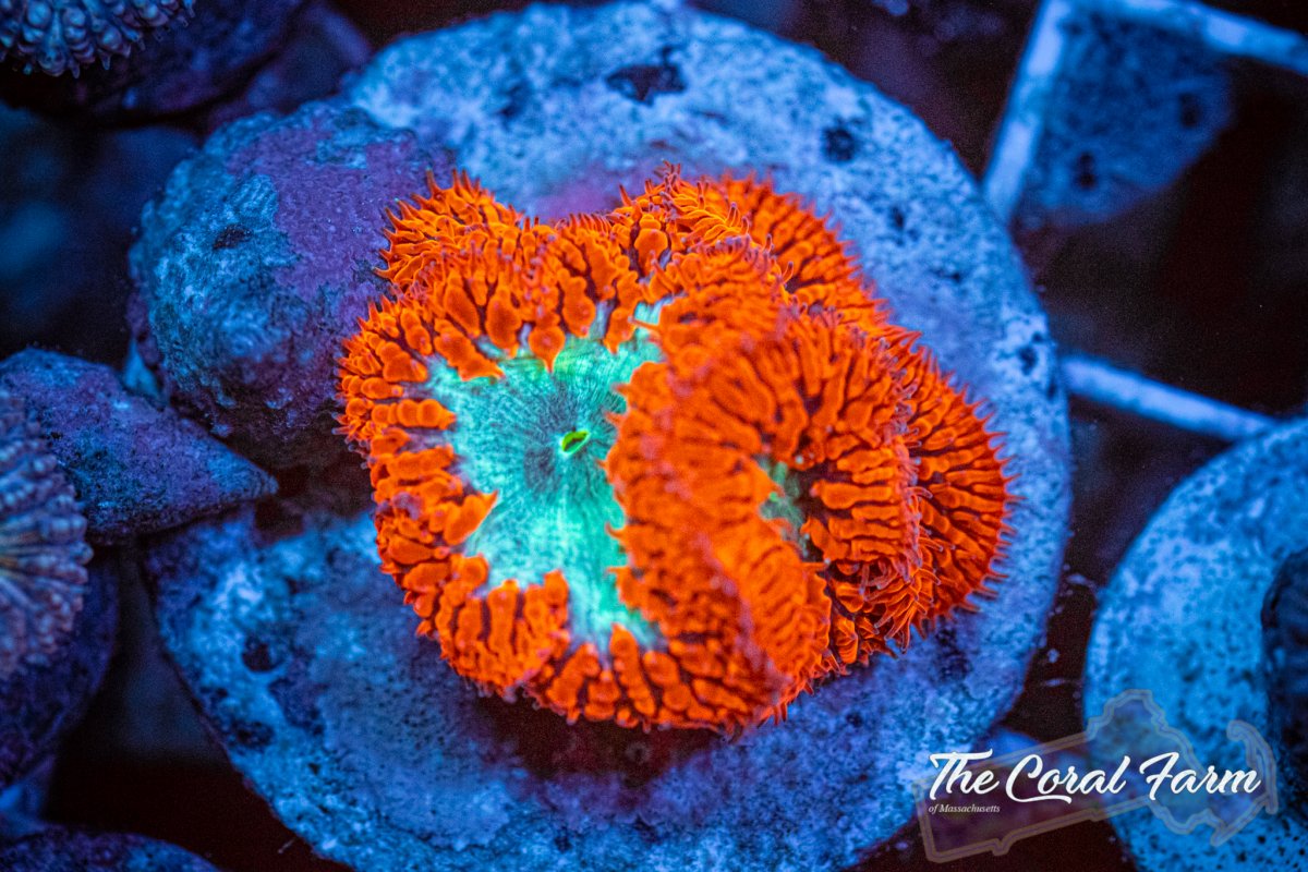 The Coral Farm MA 6221-61.jpg