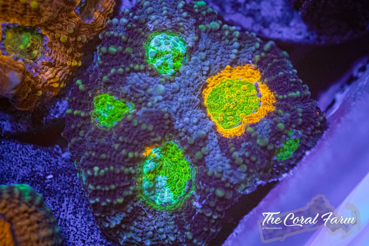 The Coral Farm MA 6221-80.jpg