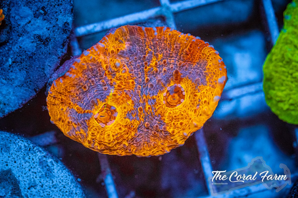 The Coral Farm MA 6221-87.jpg