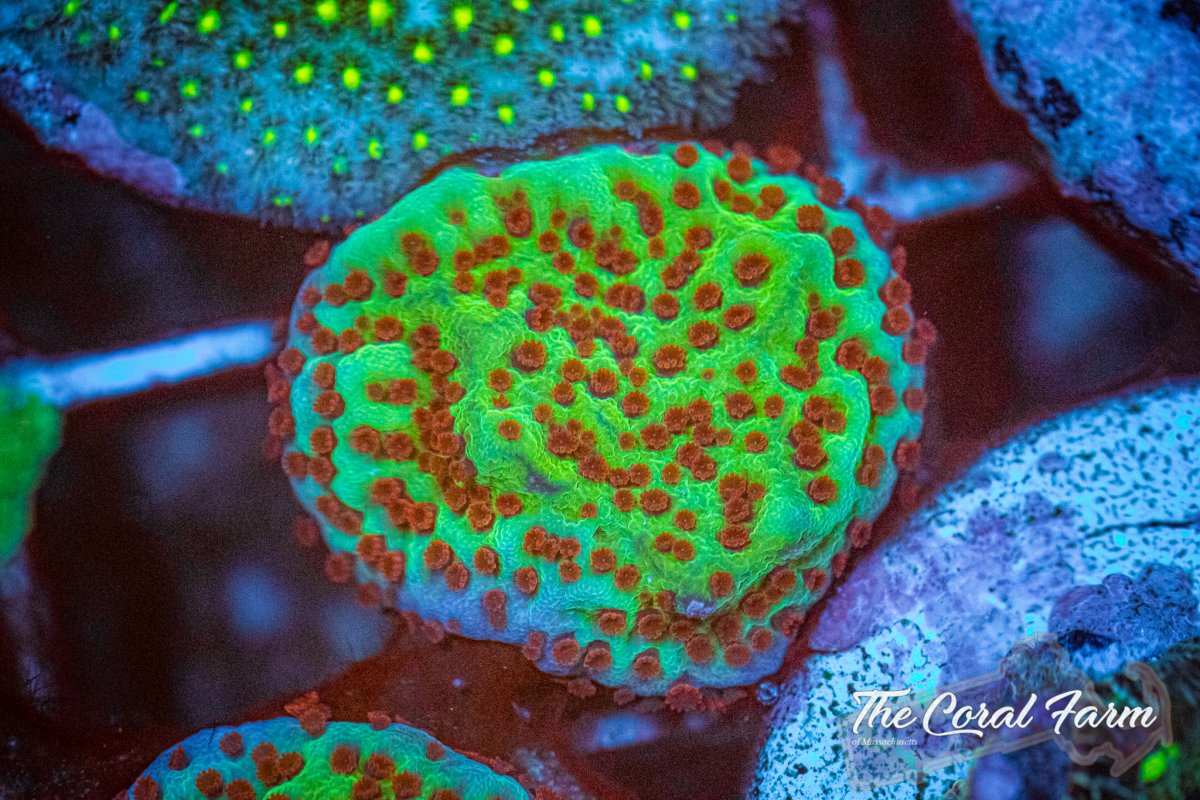 The Coral Farm MA 6221-97.jpg