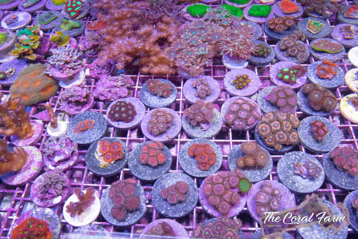 The Coral Farm MA -63.jpg