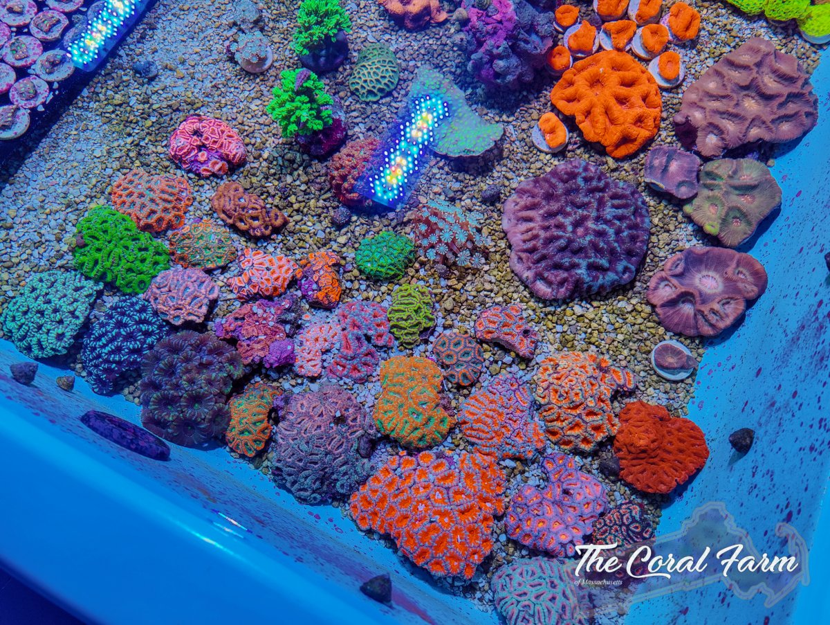 The Coral Farm MA -7.jpg