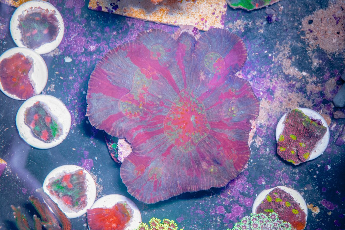 TheCoralFarm - 1.jpg