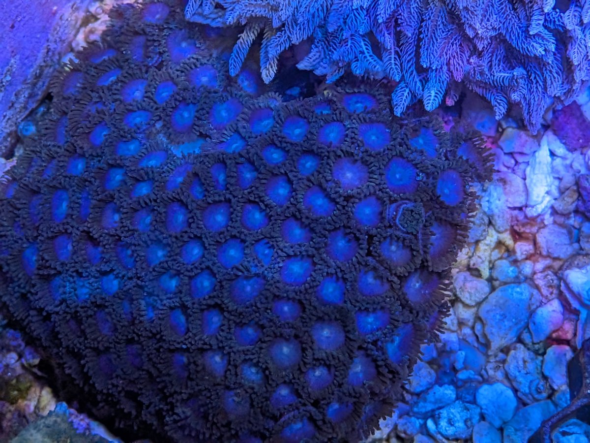 Tubb's blue zoas.jpg