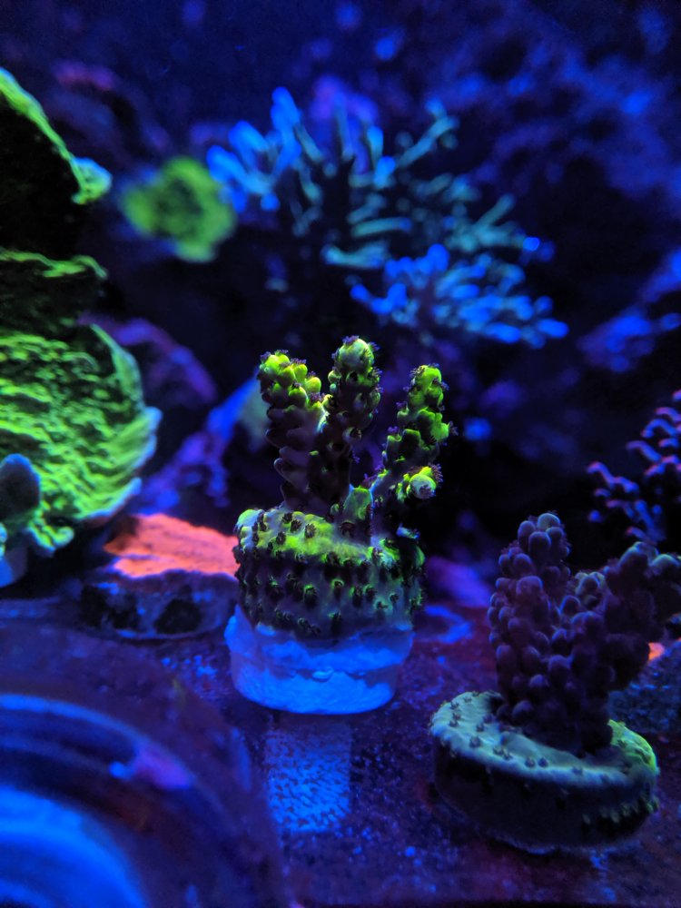 Tyree Pink Lemonade.jpg