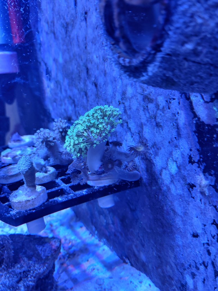 tyree toad and gold dust.jpg