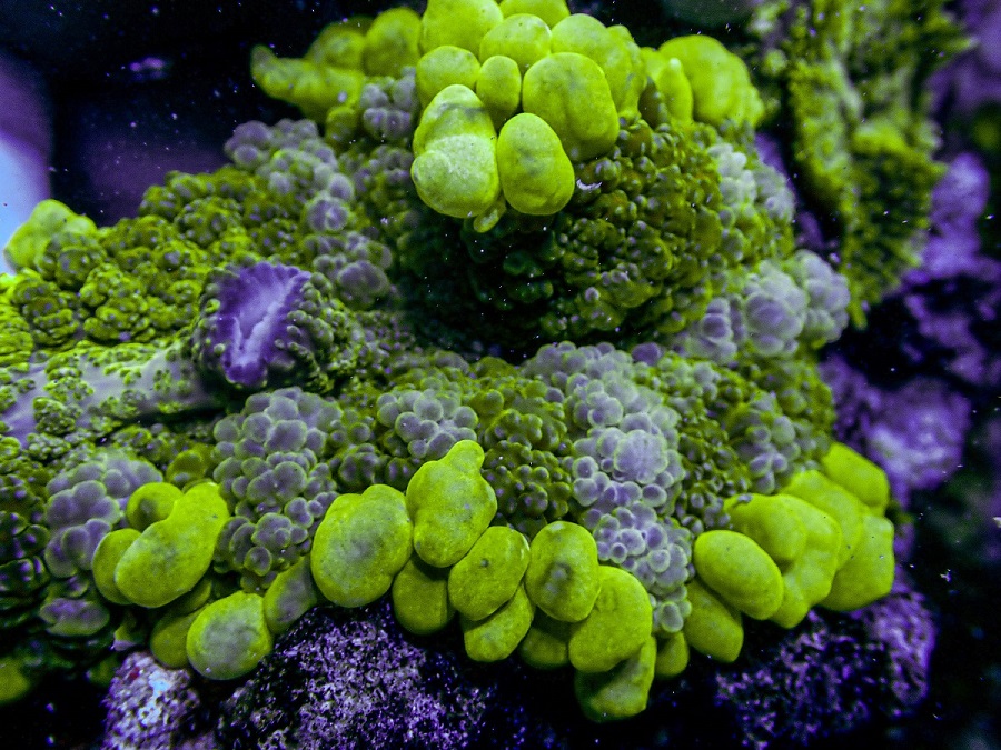 UC Bubble Butt Bounce Mushroom.JPG