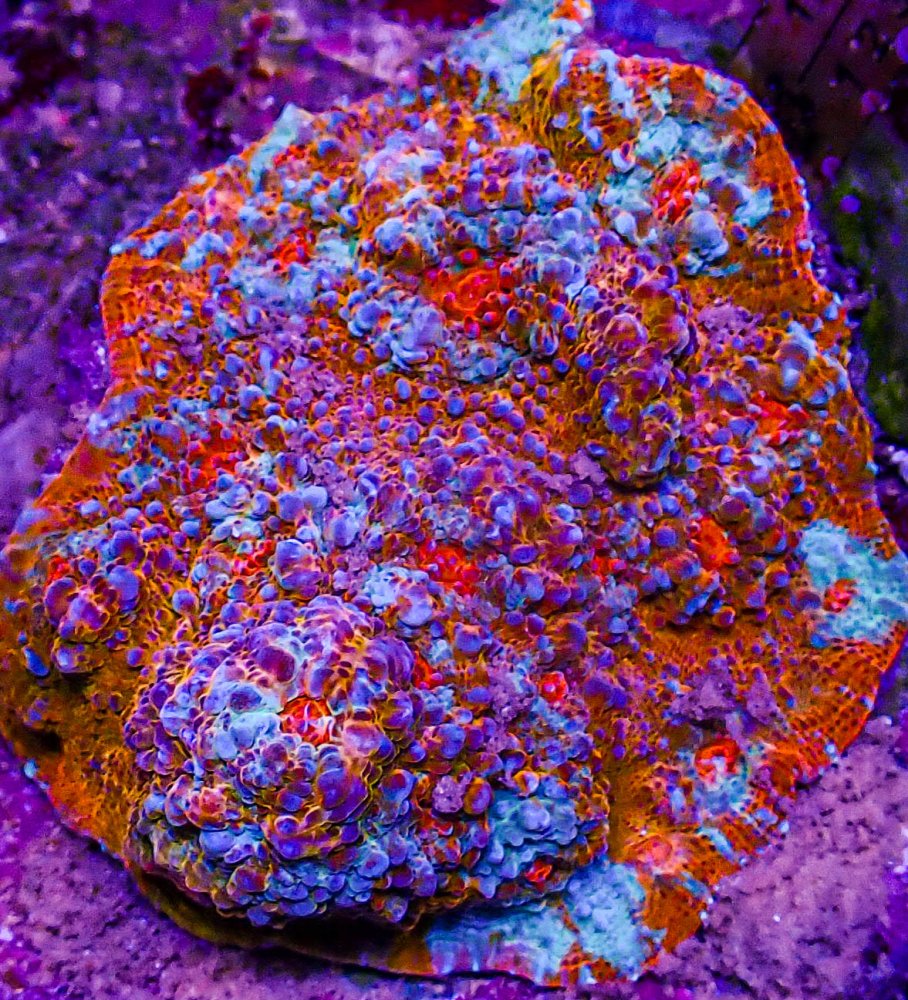 UC Time Lord Chalice .JPG