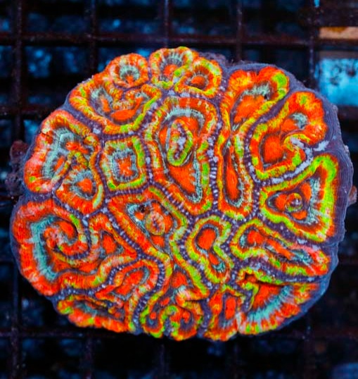 Ultra_Color_Symphyllia_Wilsoni_$1000_.JPG