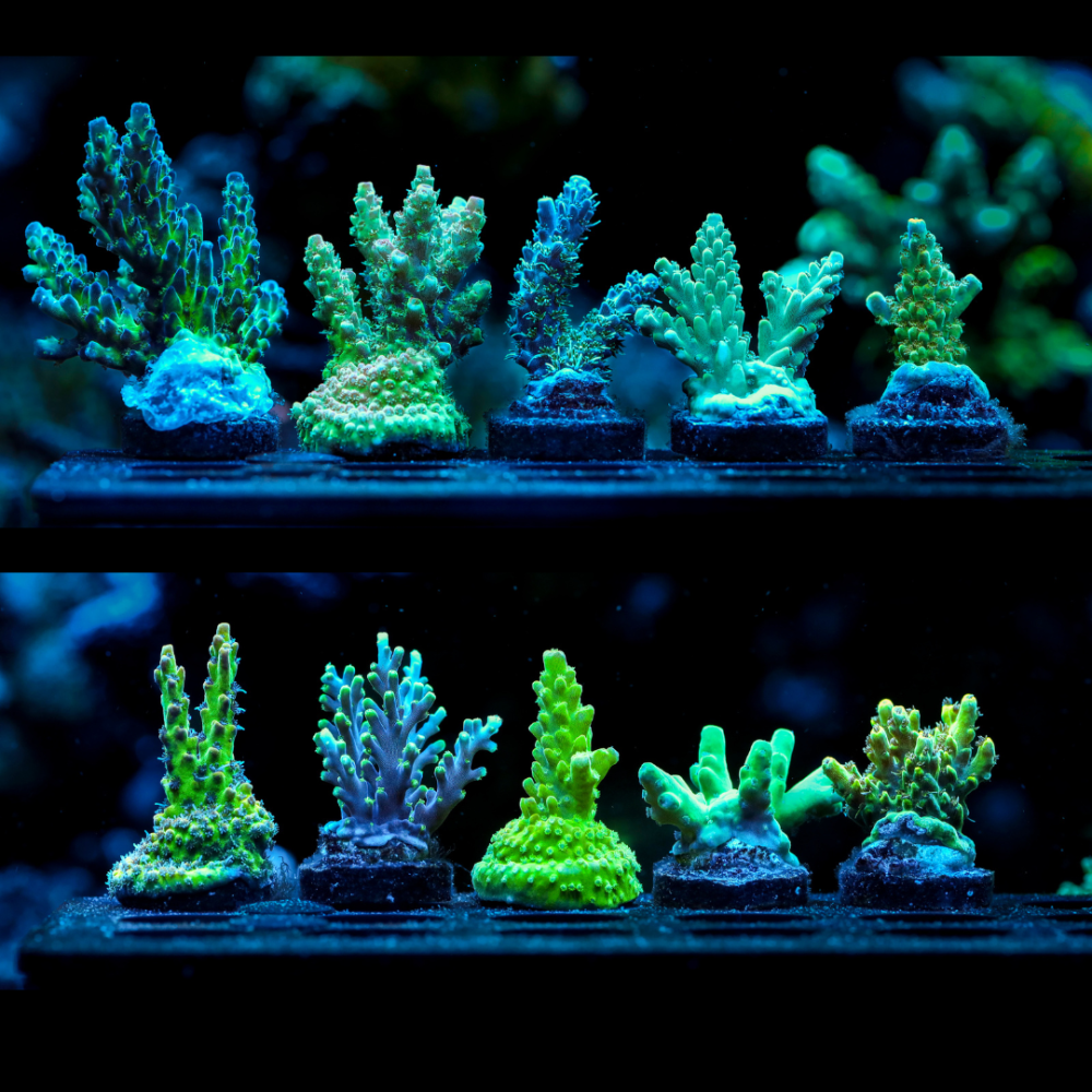 Untitled design (1).png