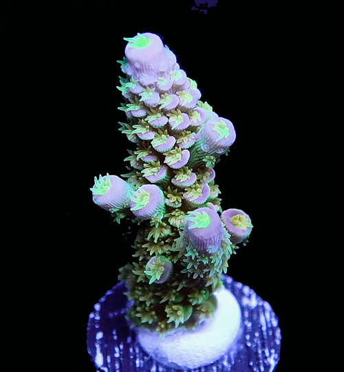 WD 1 Thumb.png WD 1 Thumb.png