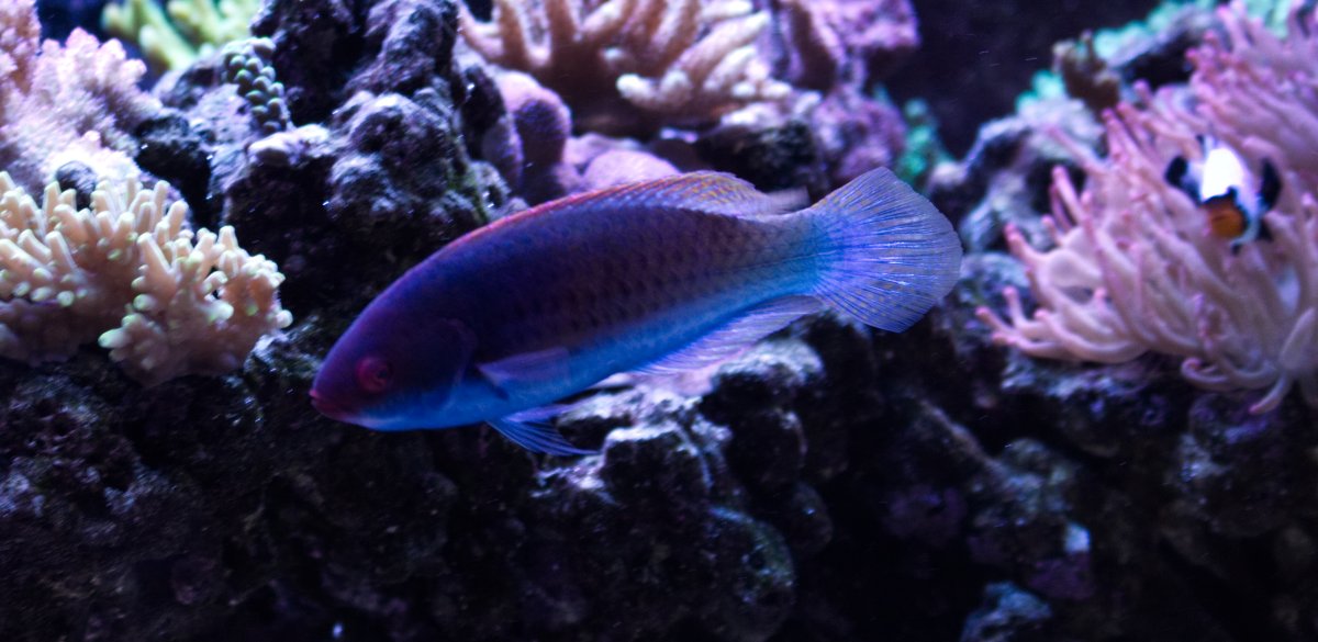 Wrasse.jpg