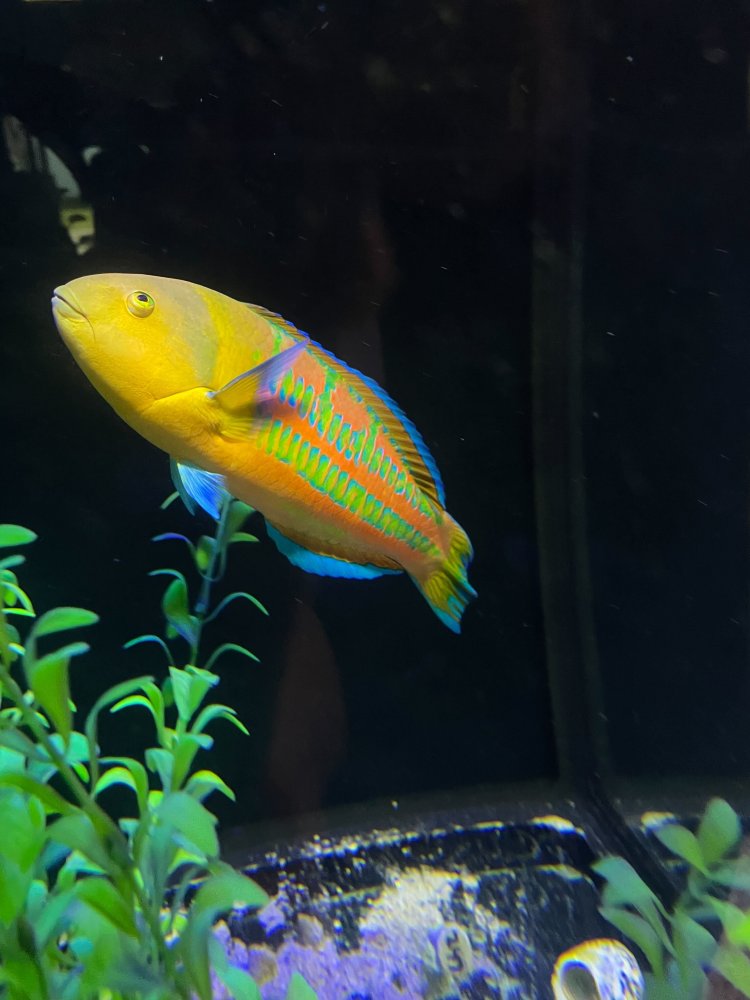 wrasse.jpg