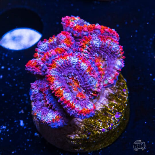 WWC Fairy Tales Aussie Lord - 103.00 - ANR41-13-993.jpg