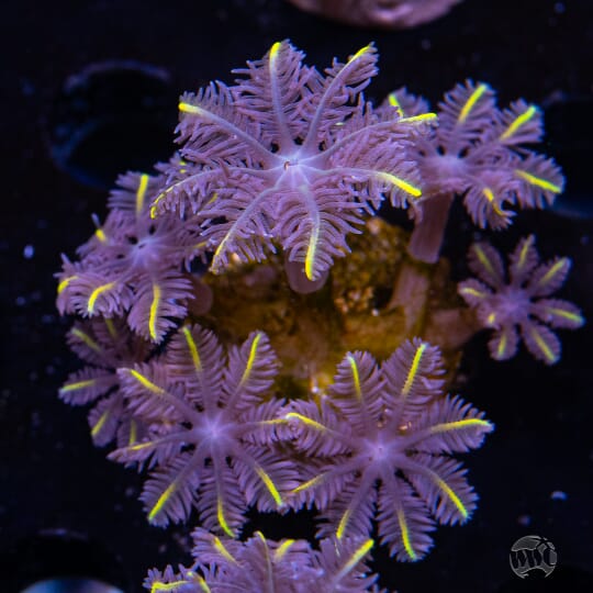 WWC Lemon Tip Clove Polyps - 29.00 - ANR45-38-212.jpg