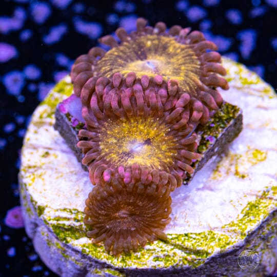 WWC Pandora Zoanthids - 23.00 - ANR19-34-192.jpg