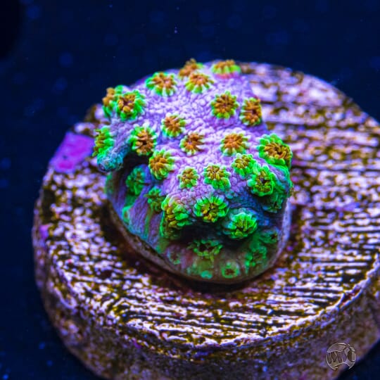 WWC Skittles Bomb Cyphastrea - 26.00 - ANR09-14-081.jpg