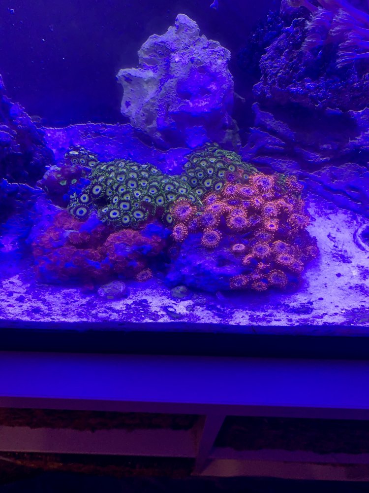 zoa garden.jpg