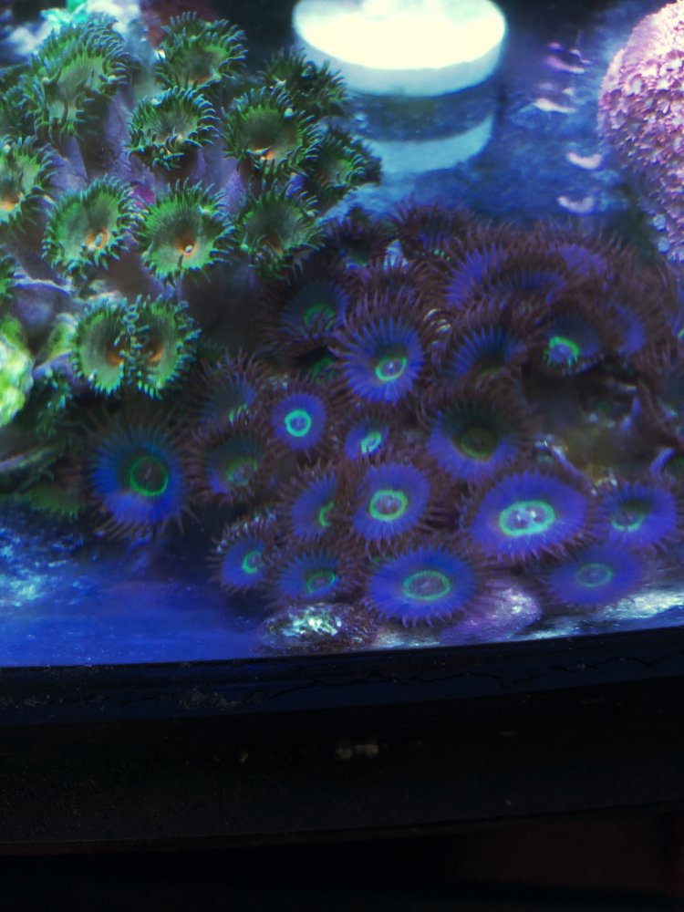 ZoanthidsC.jpg
