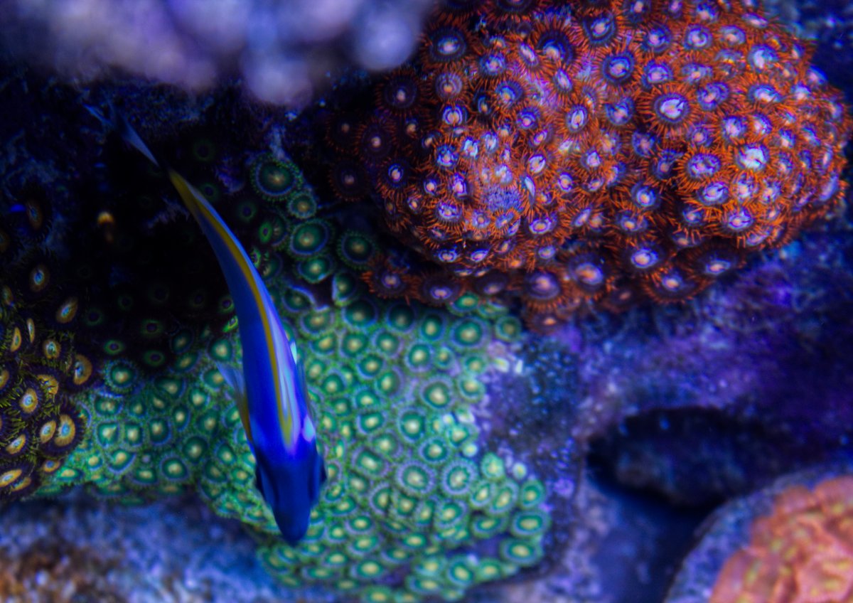 Zoas.jpg