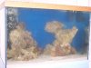 aquascape.jpg