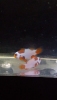 Screenshot_2020-03-20-08-25-08.png