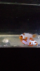 Screenshot_2020-03-20-08-21-49.png