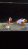 Screenshot_2020-03-20-08-22-29.png