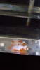 Screenshot_2020-03-20-08-19-56.png