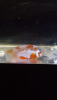 Screenshot_2020-03-20-08-19-29.png