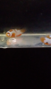 Screenshot_2020-03-20-08-20-10.png