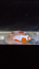 Screenshot_2020-03-20-08-19-39.png