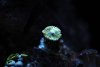 yellowzoa.jpg