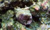 Montipora flower petal polyps.jpg