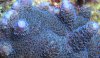 limitedchuuk_closeup.jpg