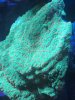 Tyree montipora - best pic.JPG
