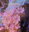 EDP_Coral_Orange_Yellow_clove_polyps.png