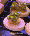 EDP_Coral_scrambled egg zoas.png