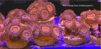 EDP_Gobbstopper_Zoas.png