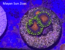 Mayan Sun Zoas.png