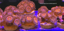 Pink_Orange Zoas.png