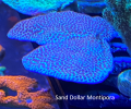 Sand Dollar Montipora.png