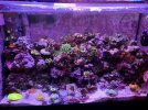 07062021reef.jpg