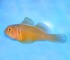 CitronGoby.jpg