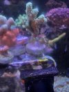 A52041D6-1C41-4ED3-93C5-539F3A4FE7A2.jpeg